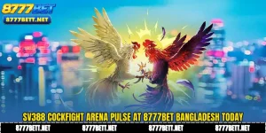 SV388 Cockfight Arena Pulse at 8777Bet Bangladesh Today